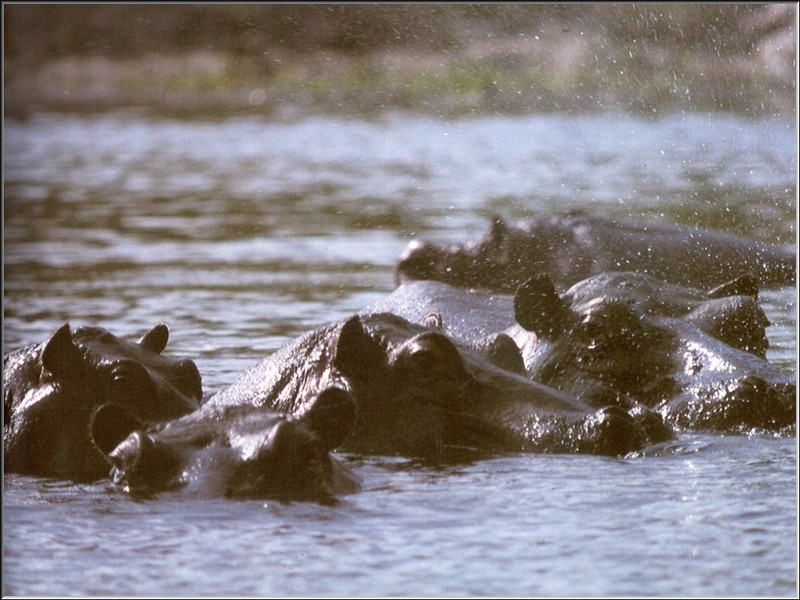 River Hippos (Hippopotamus amphibius) {!--하마-->; DISPLAY FULL IMAGE.