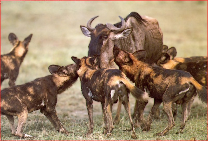 African Wild Dog (Lycaon pictus) pack hunting Gnu {!--소영양을 사냥하는 아프리카들개 무리-->; DISPLAY FULL IMAGE.