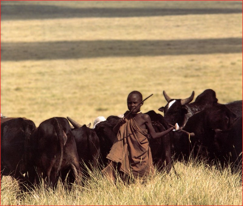 Boy and his cattle with Empaka??; DISPLAY FULL IMAGE.