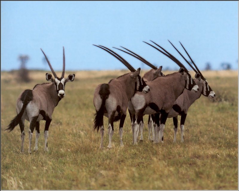 Gemsbok (Oryx gazella) {!--겜스복영양(---羚羊)-->; DISPLAY FULL IMAGE.