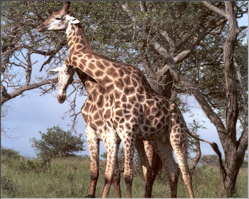 Giraffe (Giraffa camelopardalis) {!--기린-->; DISPLAY FULL IMAGE.