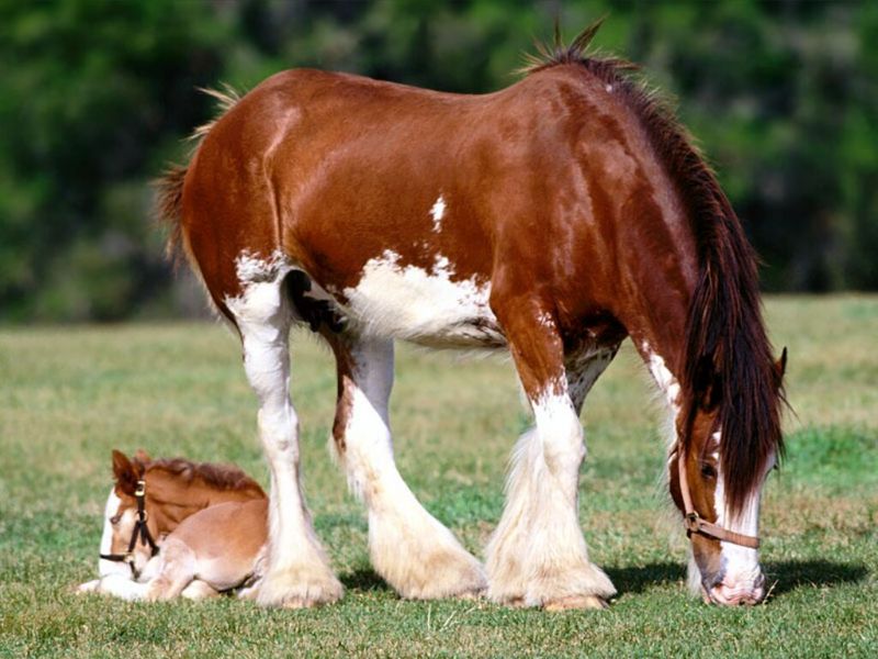Strength Personified, Clydesdale Mare and Foal; DISPLAY FULL IMAGE.