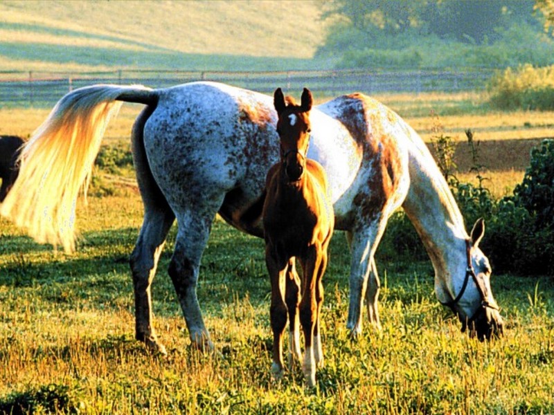 Sunrise Breakfast, Grey Mare and Chestnut Foal; DISPLAY FULL IMAGE.
