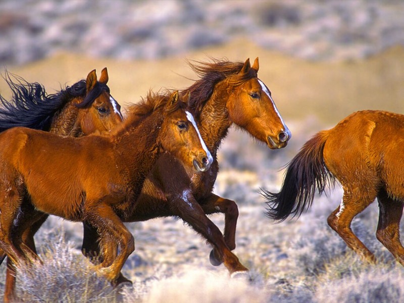 Wild Horses in the Desert, California; DISPLAY FULL IMAGE.