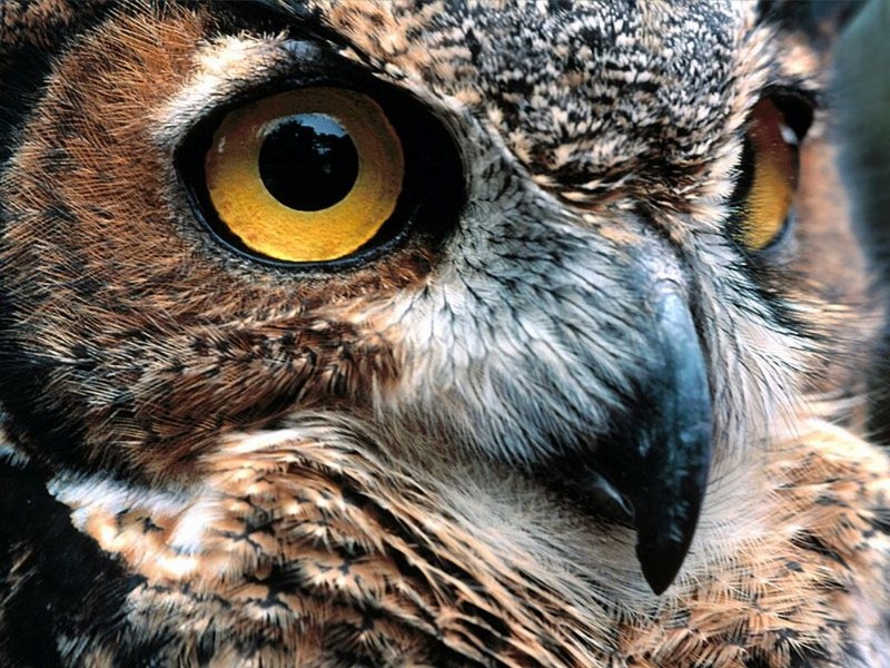 Eye Catching, Great Horned Owl; DISPLAY FULL IMAGE.