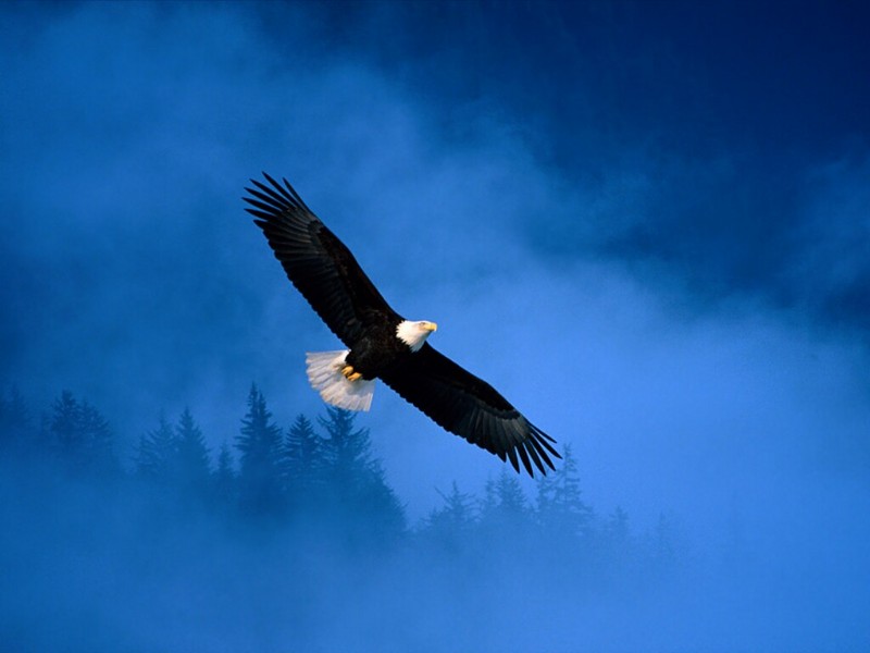 Flight of Freedom, Bald Eagle, Alaska; DISPLAY FULL IMAGE.