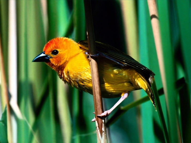 Golden Weaver, Kenya, East Africa; DISPLAY FULL IMAGE.