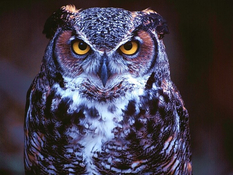 Great Horned Owl, St. Louis, Missouri; DISPLAY FULL IMAGE.