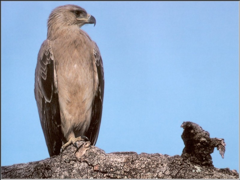Tawny Eagle (Aquila rapax) {!--초원수리-->; DISPLAY FULL IMAGE.