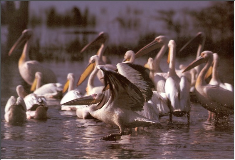 Great White Pelican (Pelecanus onocrotalus) {!--분홍사다새-->; DISPLAY FULL IMAGE.