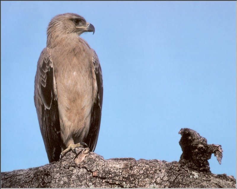 Tawny Eagle (Aquila rapax) {!--초원수리-->; DISPLAY FULL IMAGE.