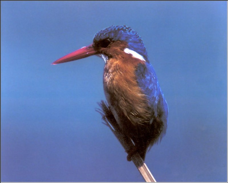 Malachite Kingfisher (Alcedo cristata) {!--공작물총새-->; DISPLAY FULL IMAGE.