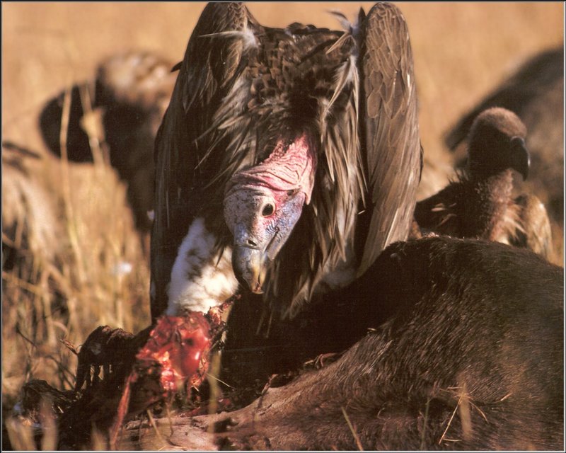 Lappet-faced Vulture (Torgos tracheliotus) {!--주름수리-->; DISPLAY FULL IMAGE.