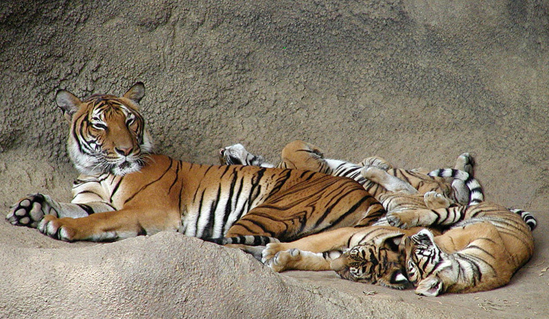 indo chinese tiger mom and cubs1 9-20; DISPLAY FULL IMAGE.