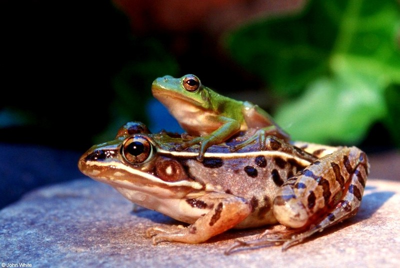 leopard frog and green treefrog 006; DISPLAY FULL IMAGE.