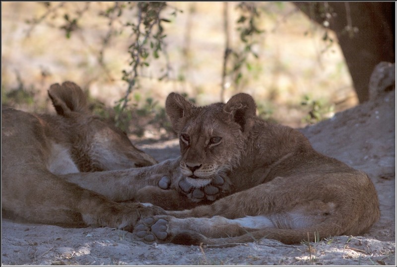 African lion (Panthera leo) {!--아프리카사자-->; DISPLAY FULL IMAGE.