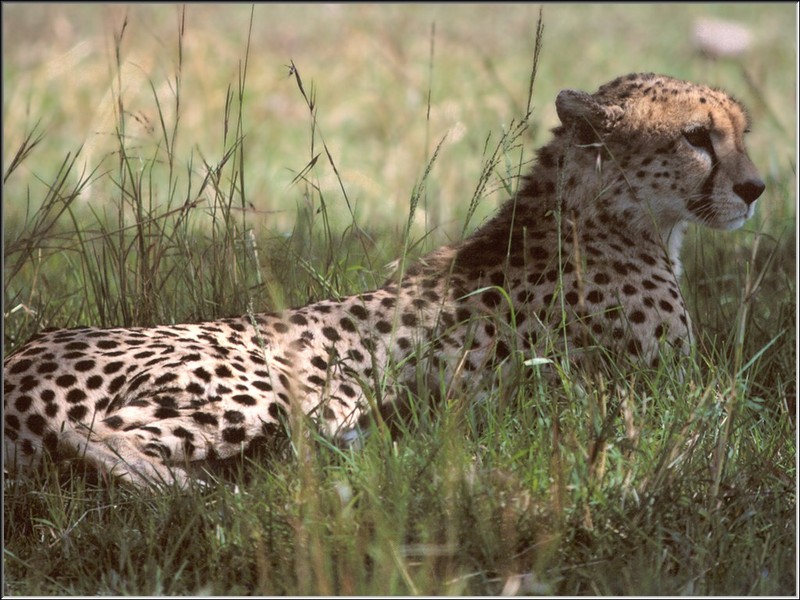 Cheetah (Acinonyx jubatus) {!--치타-->; DISPLAY FULL IMAGE.