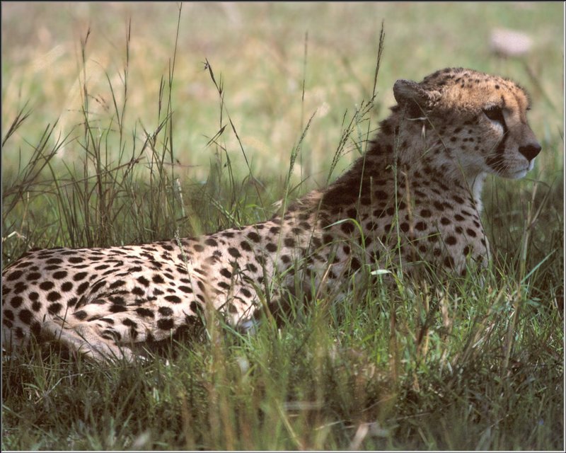Cheetah (Acinonyx jubatus) {!--치타-->; DISPLAY FULL IMAGE.