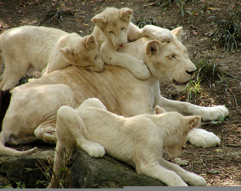 white lion cubs and mom3 9-20; DISPLAY FULL IMAGE.