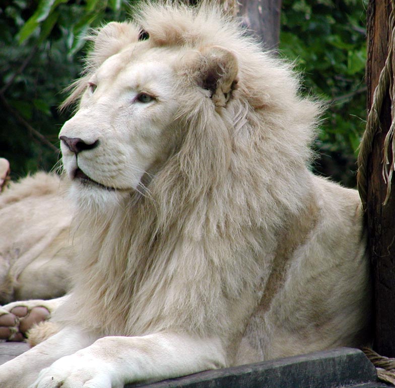 white lion face side; DISPLAY FULL IMAGE.
