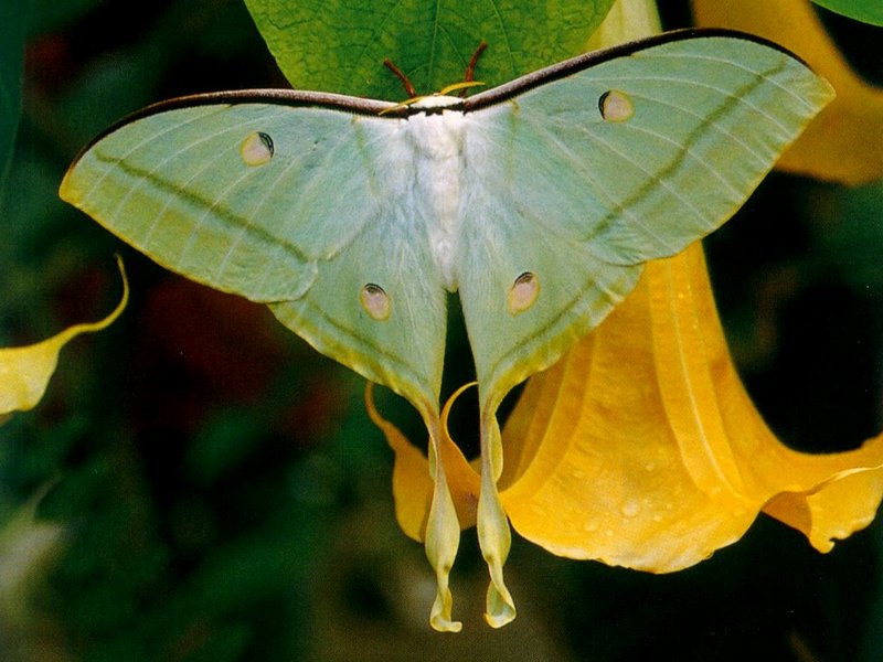 Indian Moon Moth (Actias selene) {!--인도천잠아-->; DISPLAY FULL IMAGE.