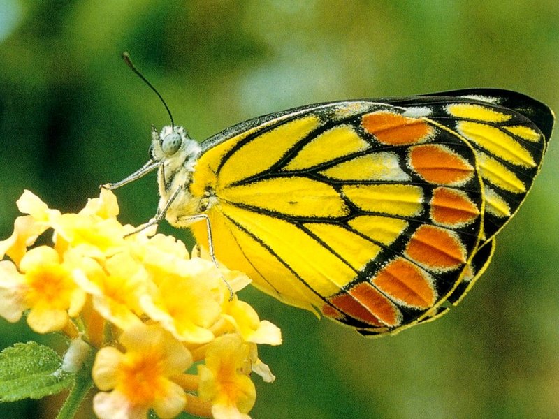 Common Jezebel Butterfly - Delias eucharis; DISPLAY FULL IMAGE.