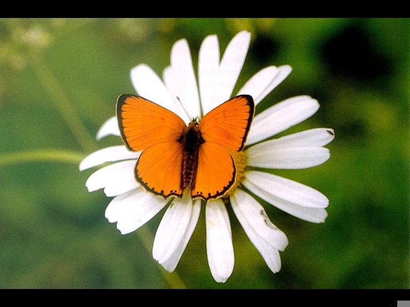 Lycaena virgaurae; DISPLAY FULL IMAGE.