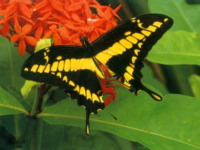 Papilio cresphontes; DISPLAY FULL IMAGE.