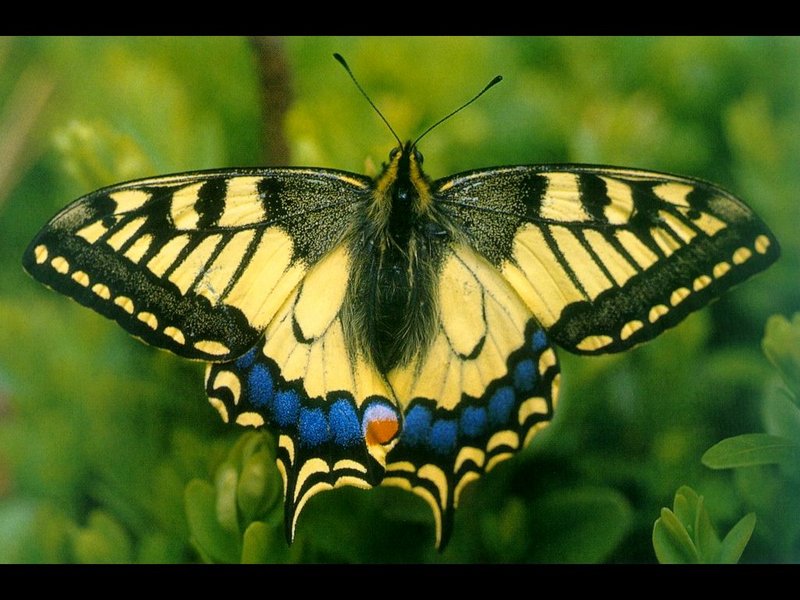 Papilio machaon; DISPLAY FULL IMAGE.