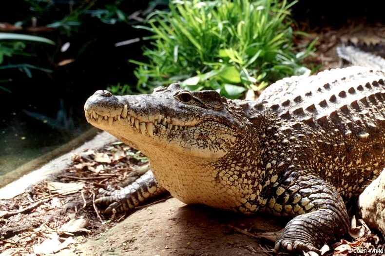 Cuban Crocodile 4042 - Cuban crocodile (Crocodylus rhombifer); DISPLAY FULL IMAGE.