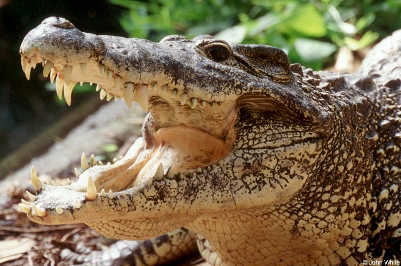 Cuban Crocodile 4046 - Cuban crocodile (Crocodylus rhombifer); DISPLAY FULL IMAGE.