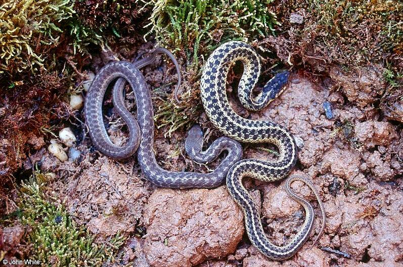 garter snakes 002; DISPLAY FULL IMAGE.