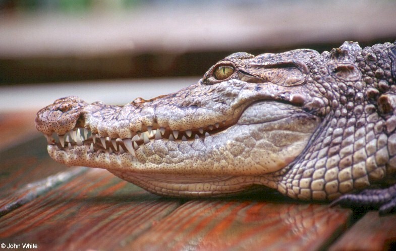 Nile Crocodile 4048 - Crocodylus niloticus; DISPLAY FULL IMAGE.