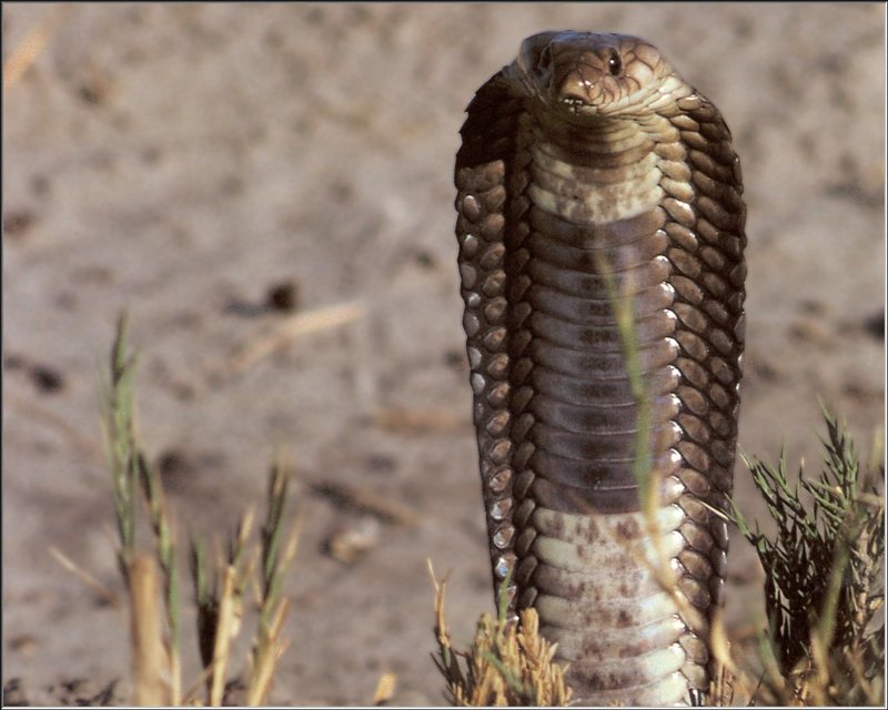 Snouted Cobra (Naja annulifera) {!--이집트코브라-->; DISPLAY FULL IMAGE.