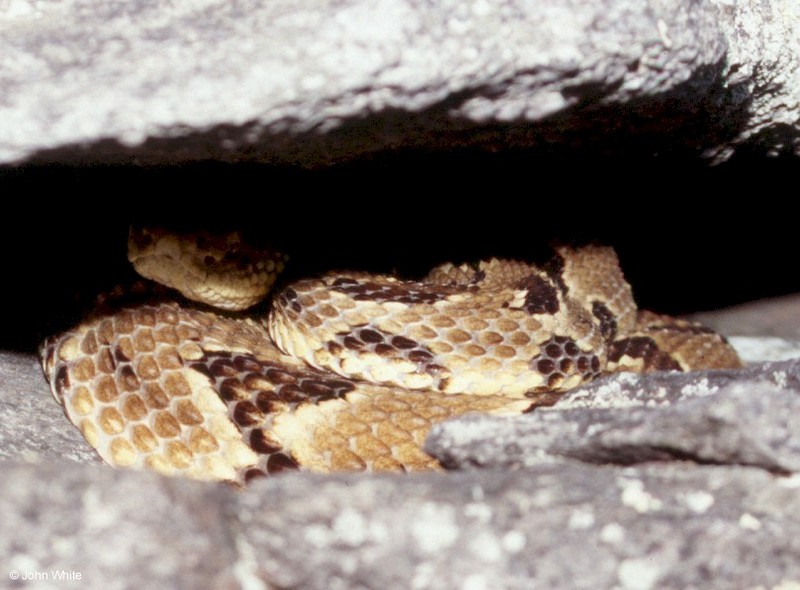 Timber Rattlesnake  (Crotalus horridus horridus)307; DISPLAY FULL IMAGE.