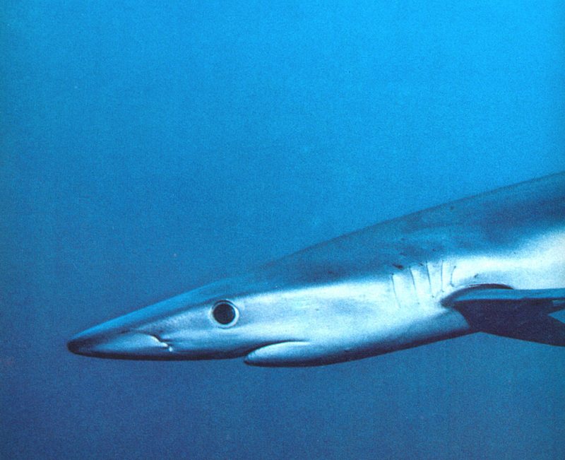 blue shark; DISPLAY FULL IMAGE.
