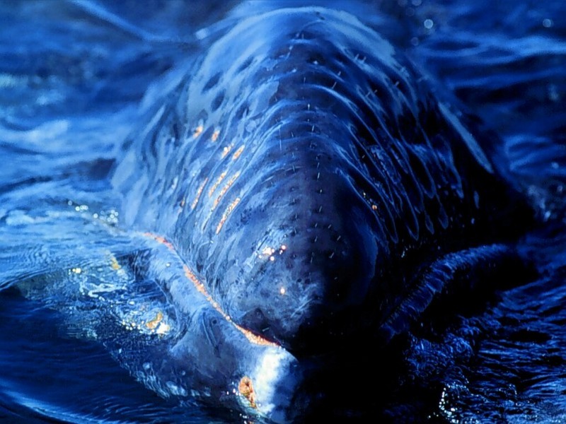 California Gray Whale, Baja, Mexico; DISPLAY FULL IMAGE.
