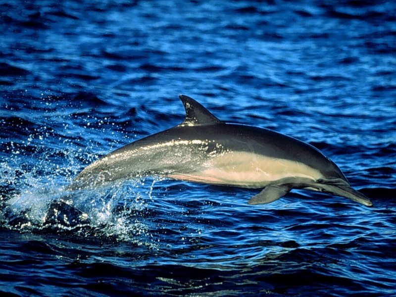 Common Dolphin, Leaping, Sea of Cortez, Mexico; DISPLAY FULL IMAGE.