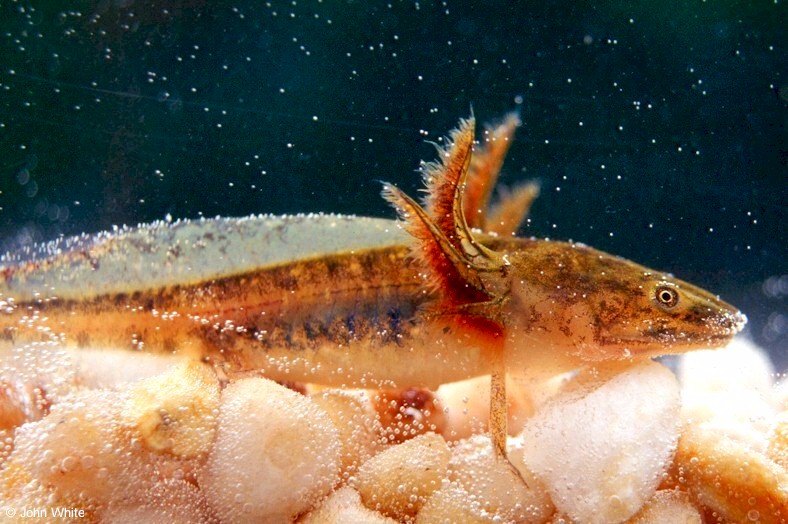 Eastern Tiger Salamander (Ambystoma  tigrinum tigrinum)larvae; DISPLAY FULL IMAGE.
