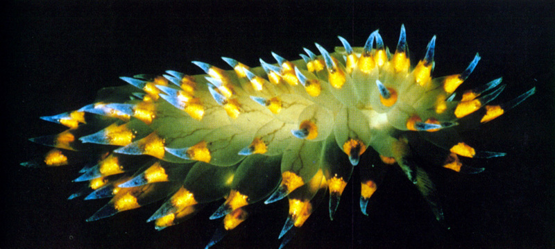 nudibranch; DISPLAY FULL IMAGE.