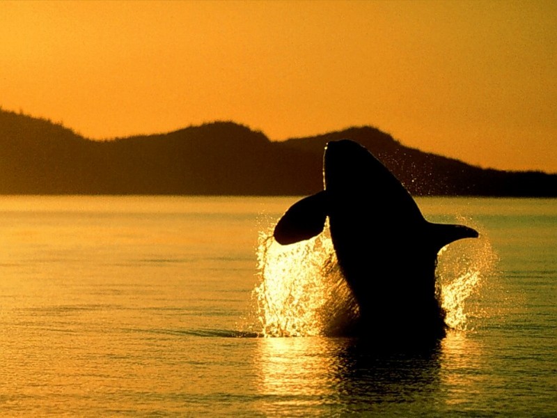 Orca, Breaching, British Columbia, Canad; DISPLAY FULL IMAGE.