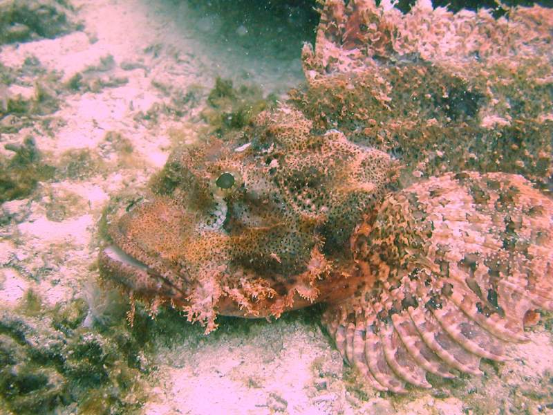 scorpionfish closeup; DISPLAY FULL IMAGE.