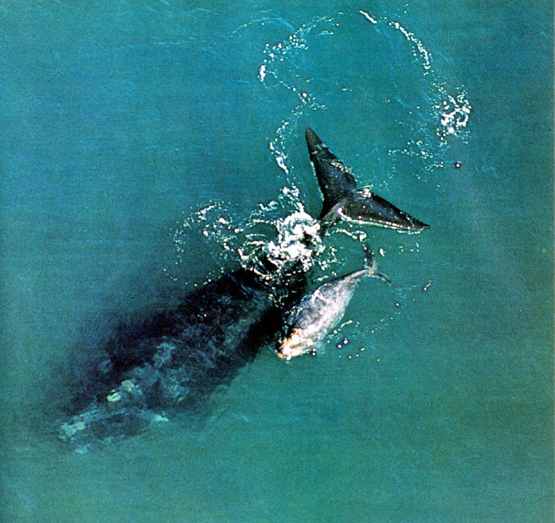southern right whale and calf; DISPLAY FULL IMAGE.