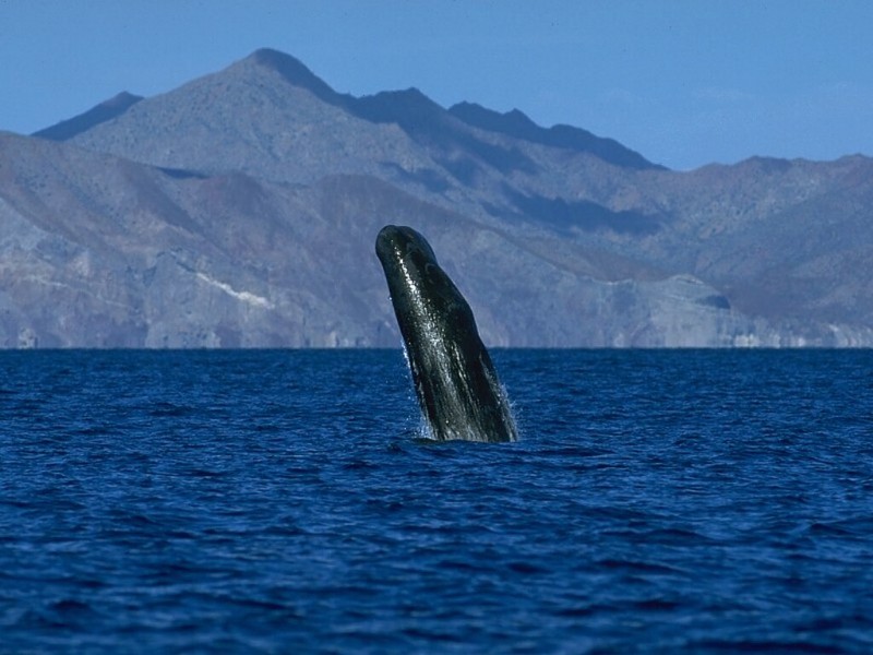 Sperm Whale, Breaching, Sea of Cortez, Mexico; DISPLAY FULL IMAGE.