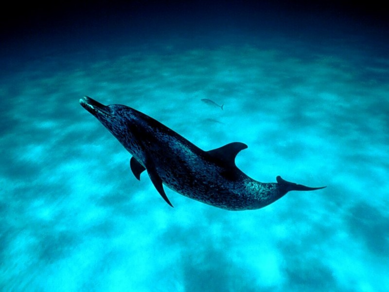 Spotted Dolphin, Little Bahamas Banks; DISPLAY FULL IMAGE.