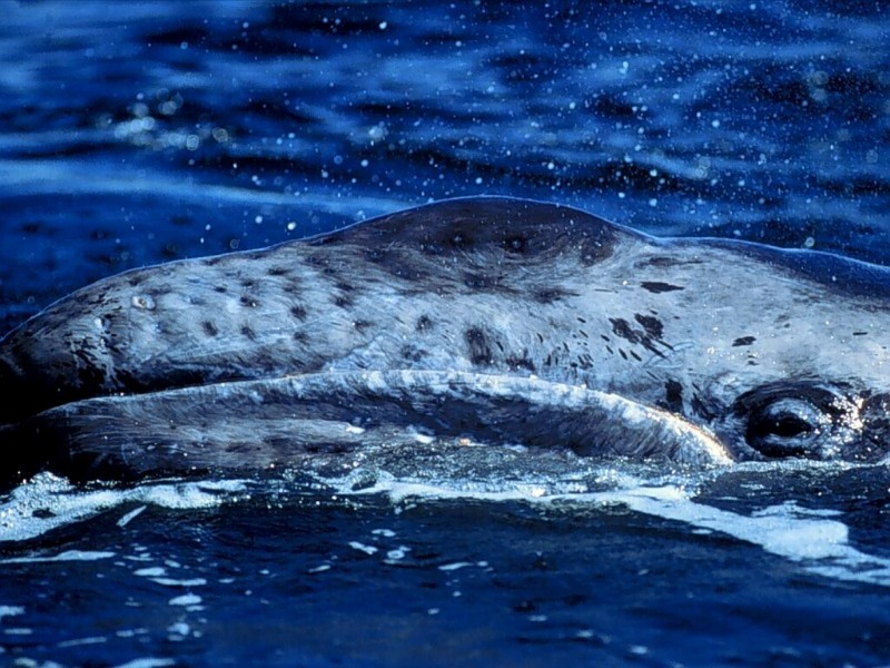 Surfacing, California Gray Whale, Baja, Mexico; DISPLAY FULL IMAGE.