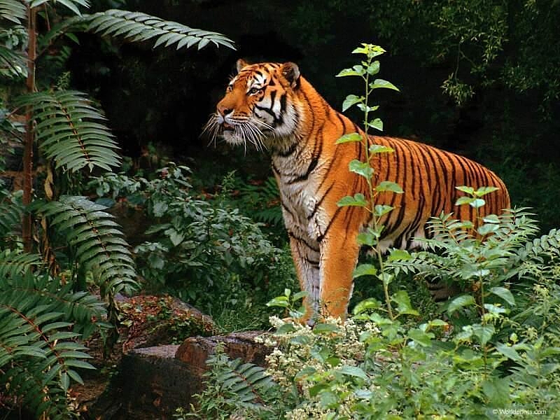 Bengal tiger - Panthera tigris tigris; DISPLAY FULL IMAGE.