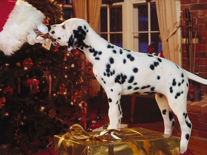 Canine Christmas; DISPLAY FULL IMAGE.