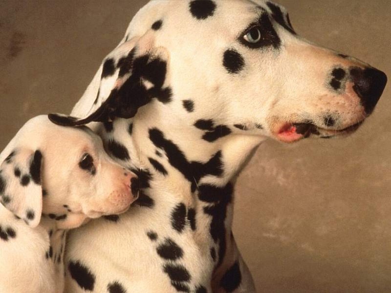 Dalmatian Mom and Pup; DISPLAY FULL IMAGE.