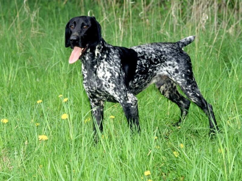 German Short-Haired Pointer; DISPLAY FULL IMAGE.